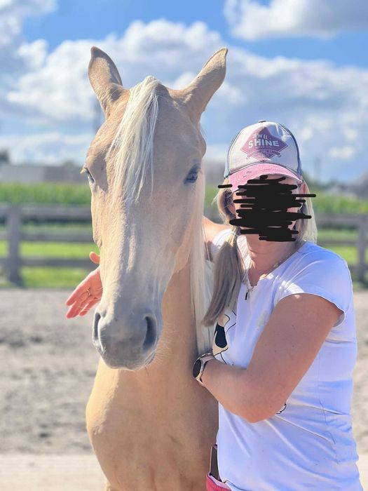 Sprzedam izabelowatą  klaczkę po Kiss of Gold