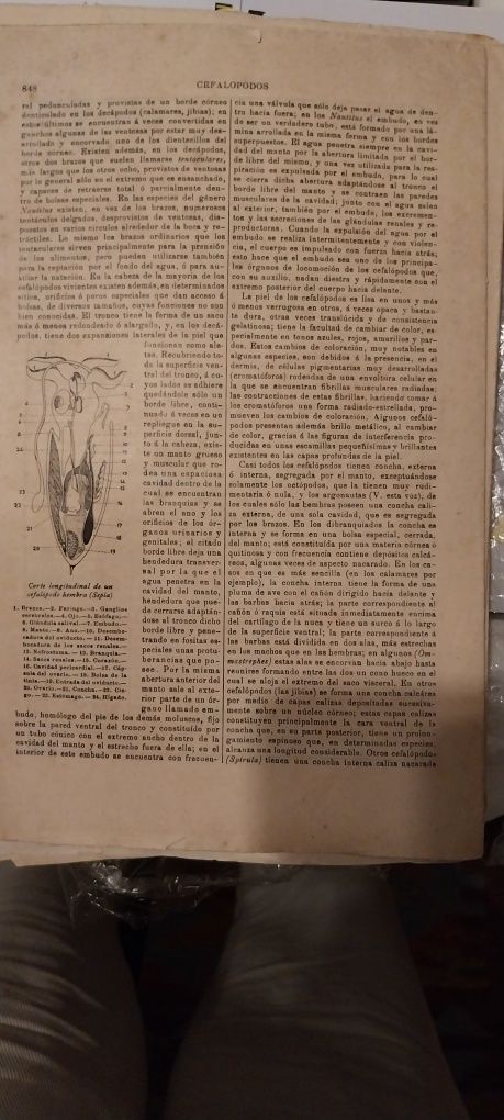 Enciclopedia Universal Ilustrada Europeo Americana. (Espasa Calpe.) To