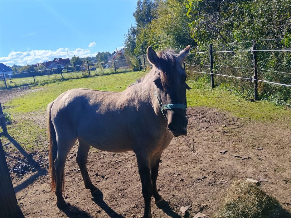 Konik polski WAŁACH