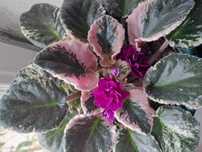 Planta Violeta saintpaulia africana variegata