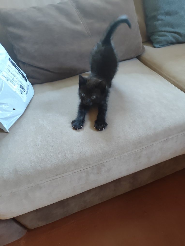 Кіт, кошеня, Кот, хлопчик