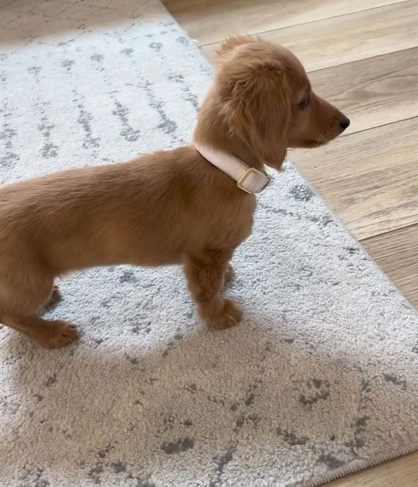 Кремові довгошерстні дівчатка - таксята