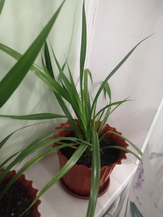 Панданус кімнатний