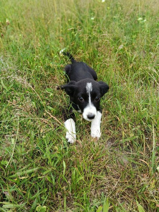 Цуценя дівчинка маленького розміру.