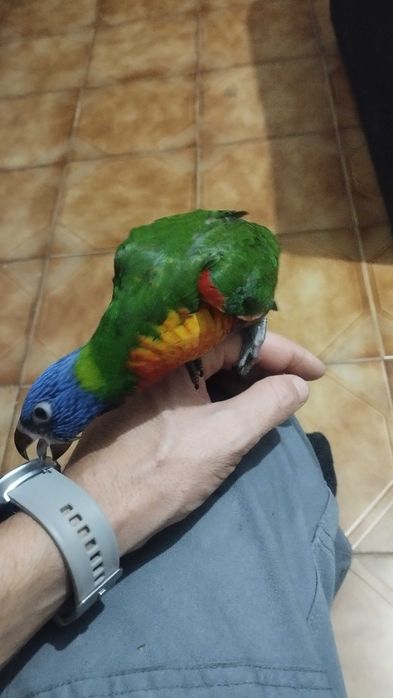 Aves domésticas loris molucanus