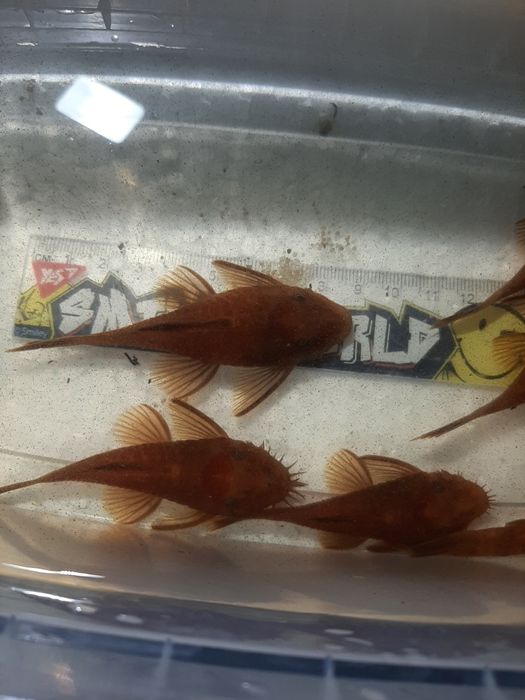 Анциструс супер ред/ производители/ сомы/нерестовые пары