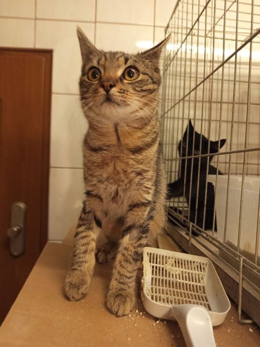 4 miesięczny kocurek szuka domu niewychodzącego