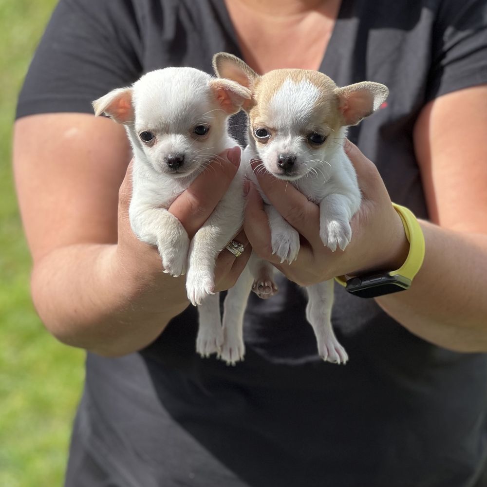 Kremowy piesek chihuahua krótkowłosy FCI