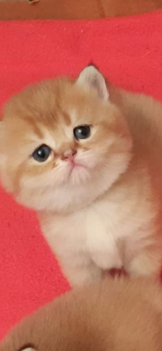 British  Shorthair Golden e silver