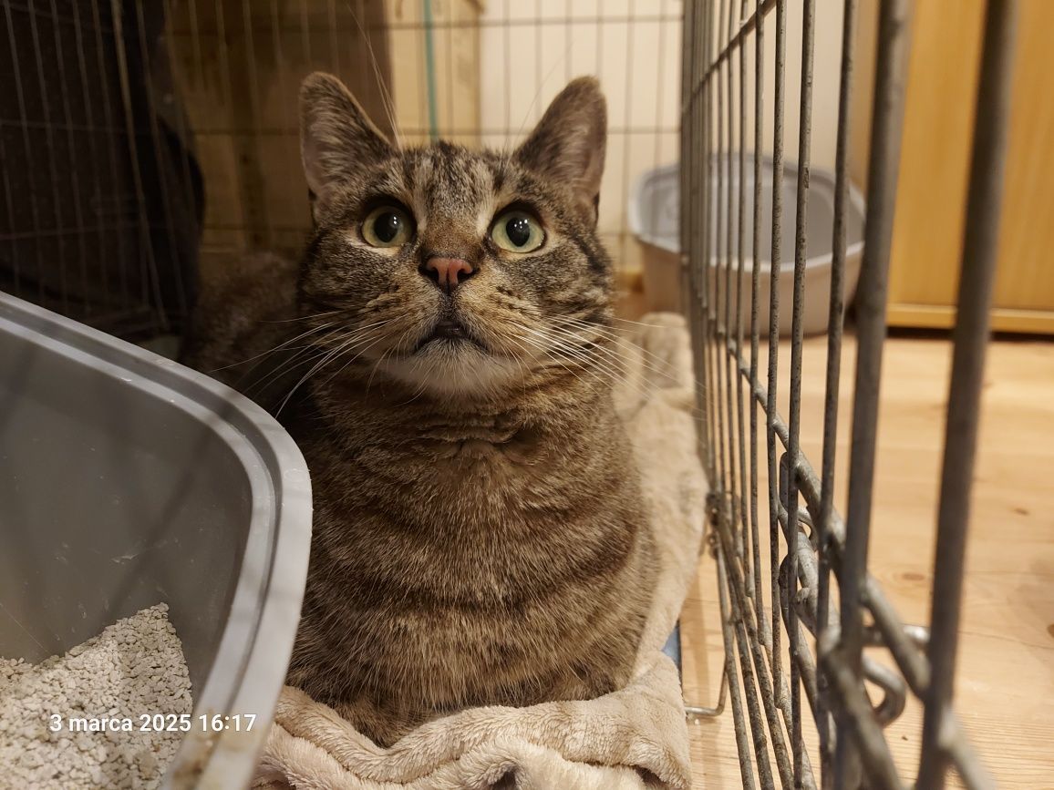 Kacperek szuka domu! Cudowny miziasty 9 letni kocurek do adopcji!
