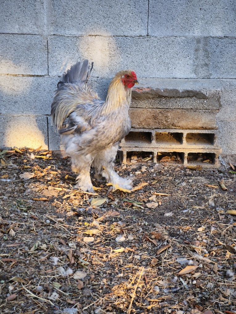 Brahma dark, Isabella, buff e perdiz
