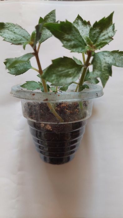 Ахіменес ахименес махровый яркий с бутонами