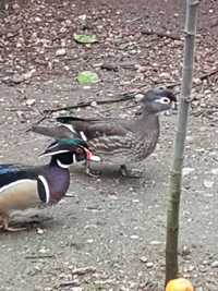 Patos para cedencia