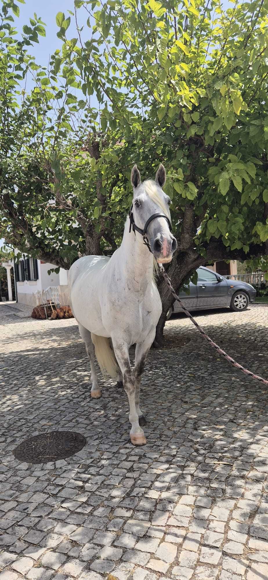 Cavalo Lusitano com grande presença