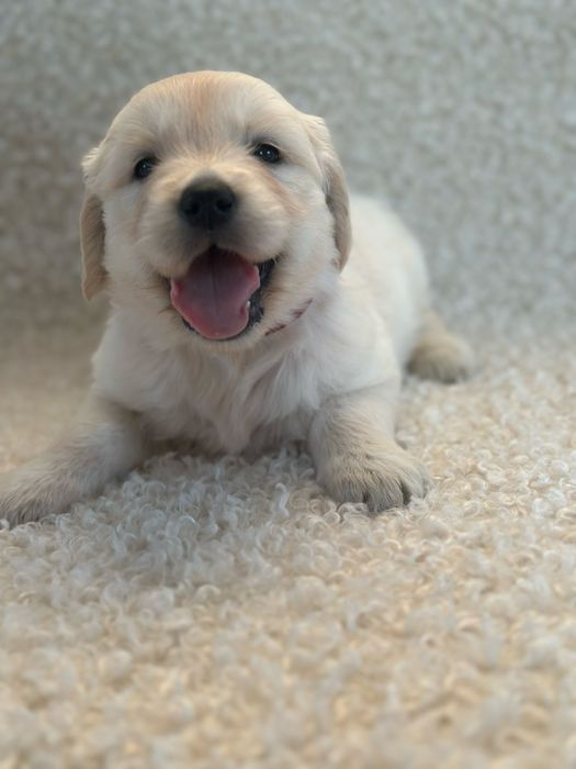 06.09 Золотисті Ретривери КСУ