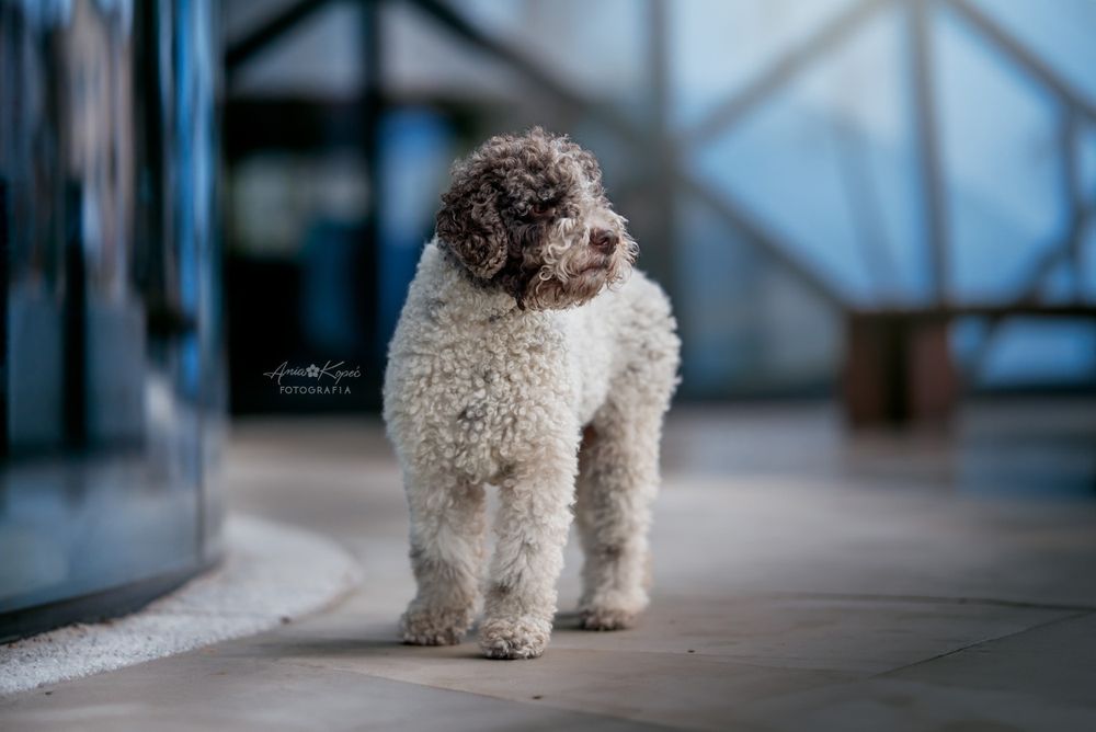 Lagotto Romagnolo FCI zapowiedź miotu