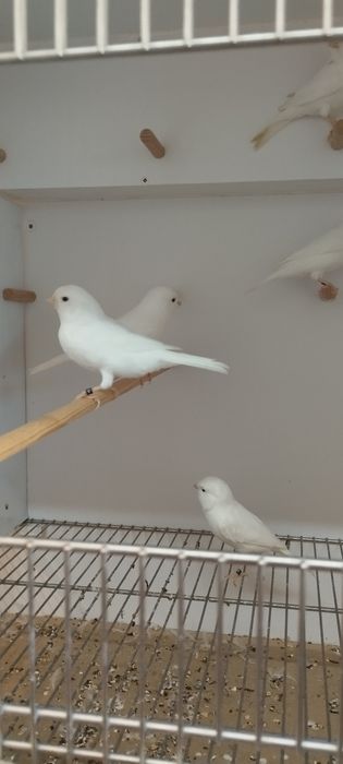 Canários branco recessivos