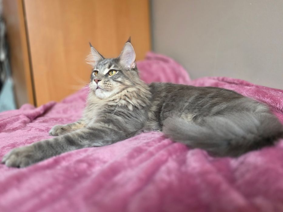 Adopcja kocurek Maine Coon FPL