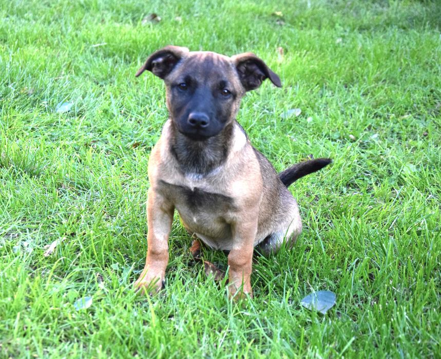 Śliczna, kochana, przytulasna ok 4 mies sunia czeka na dom