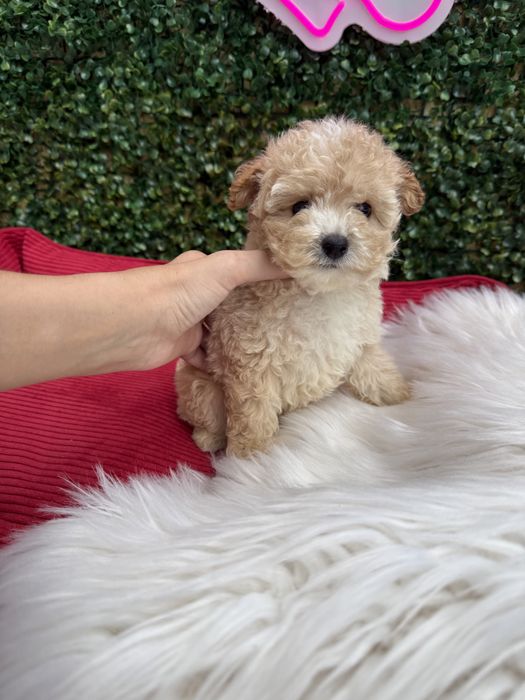 Міні мальтипу ф1