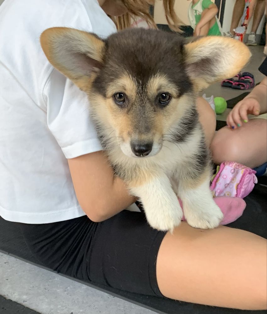 corgi dziewczynka