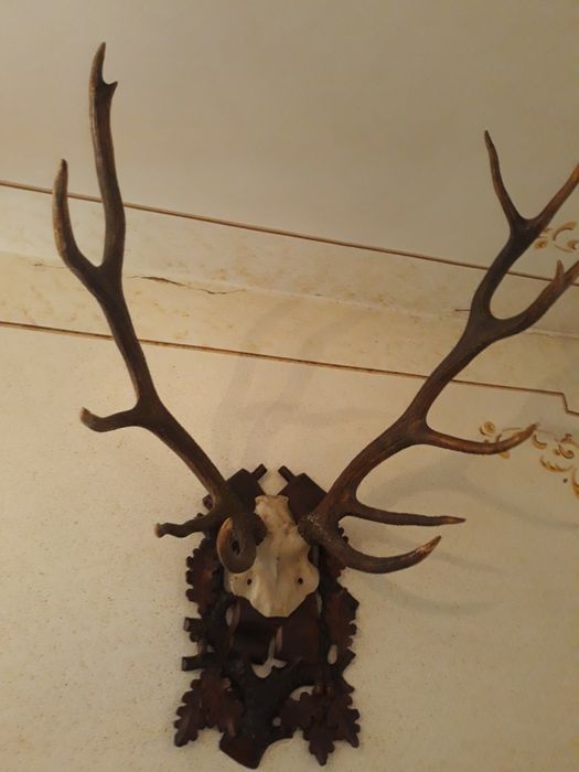 Роги оленя натуральні