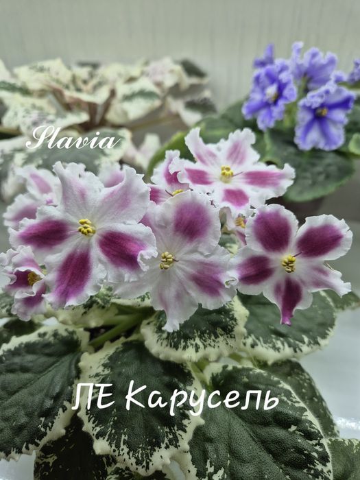 Сортові фіалки (фиалки, сенполії, сенполии)