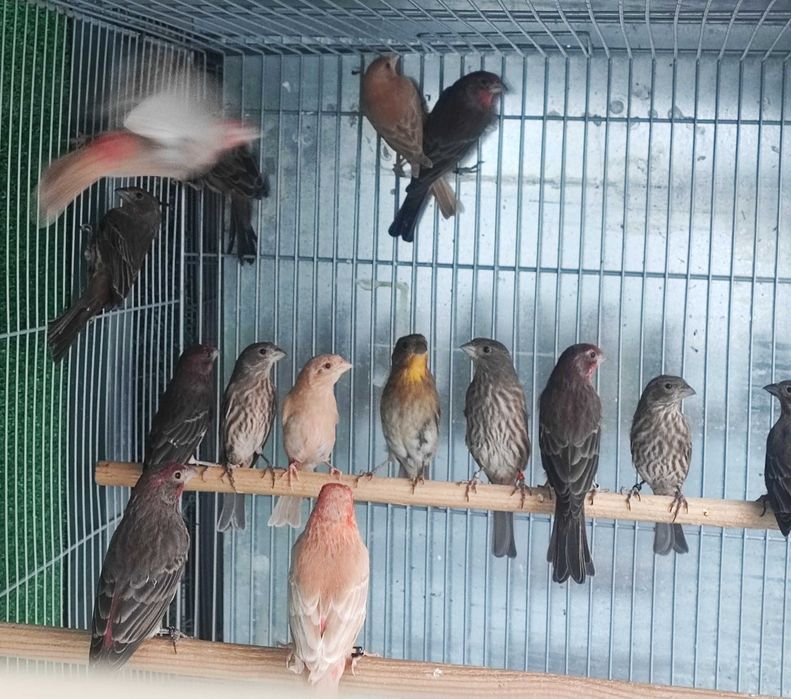 Carpodacus mexicanus