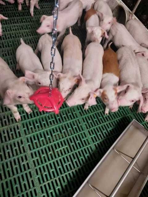Gryzak dla świń z łańcuchem,  zapobiega odgryzaniu ogonków