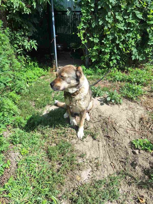 Кавказська вівчарка