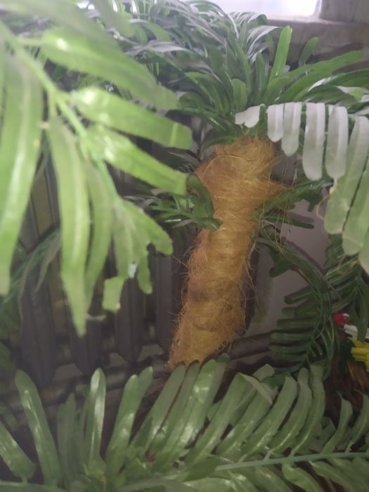 Декоративная пальма