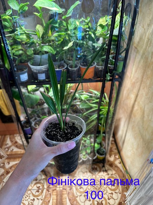 Розпродаю свою колекцію квітів