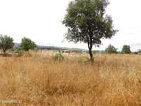 Terreno / Fundão, Soalheira
