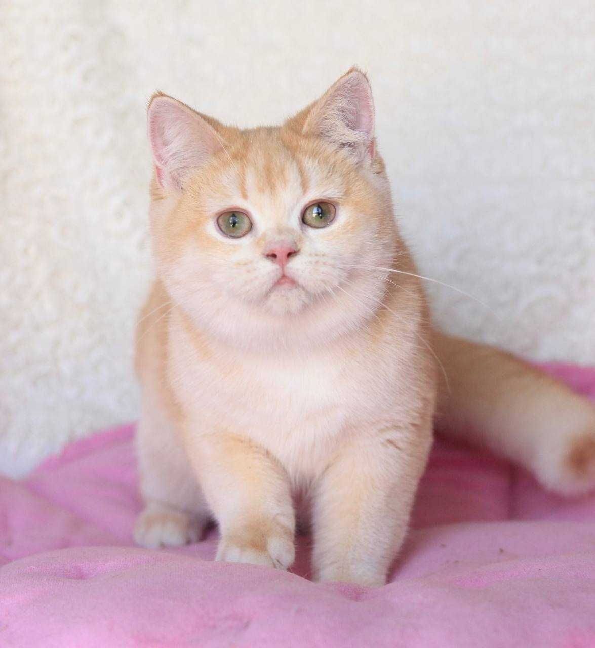 Brytyjska kotka unikalna w Polsce - czerwone złoto