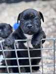 Staffordshire bull terrier,Staffik