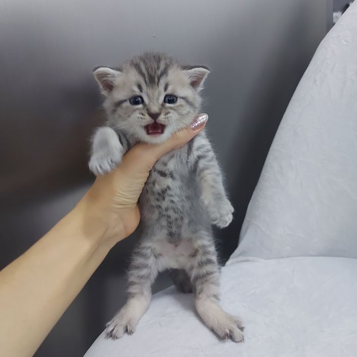 Кошенята шотланські
