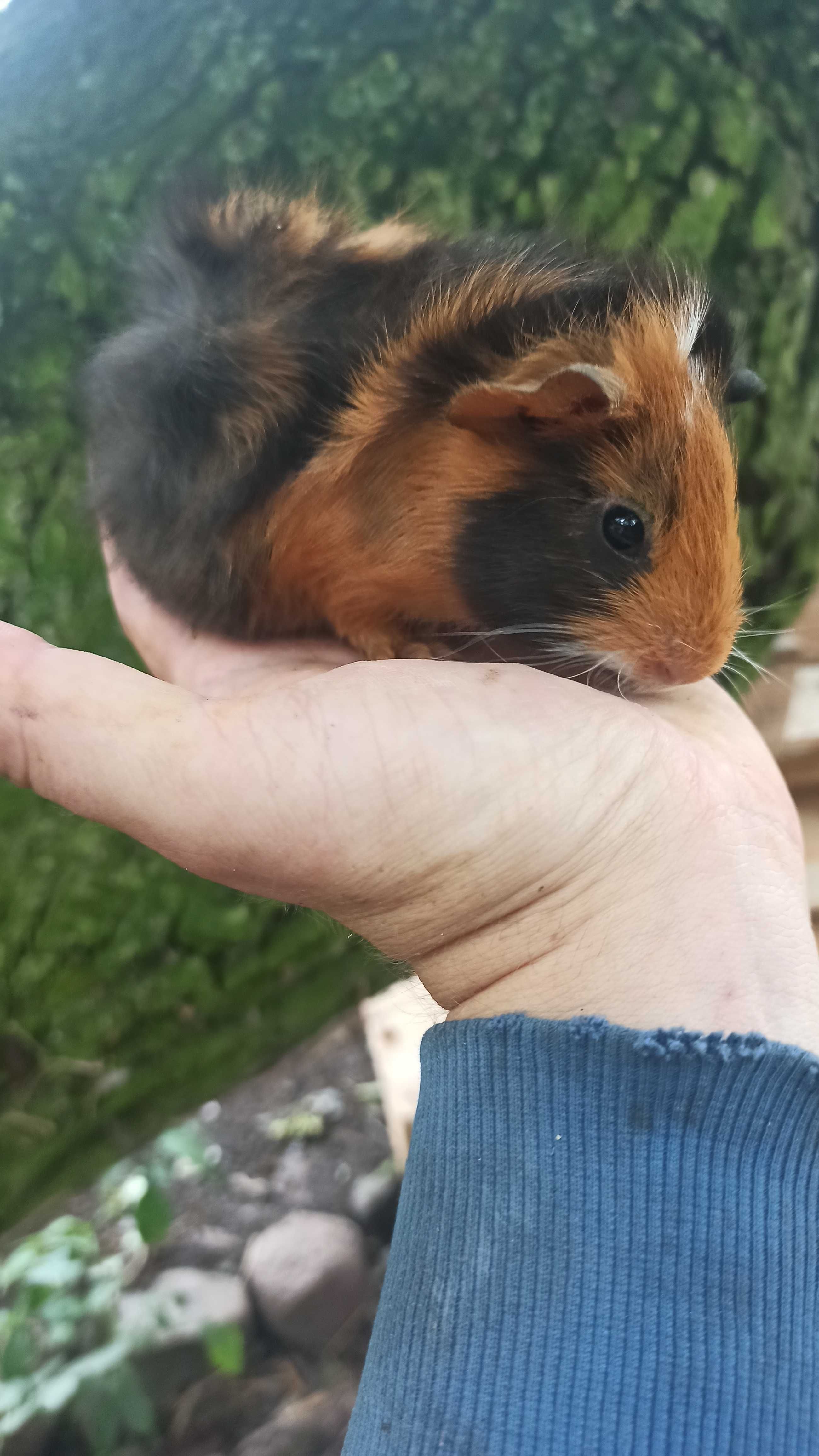 Świnki morskie/kawie domowe