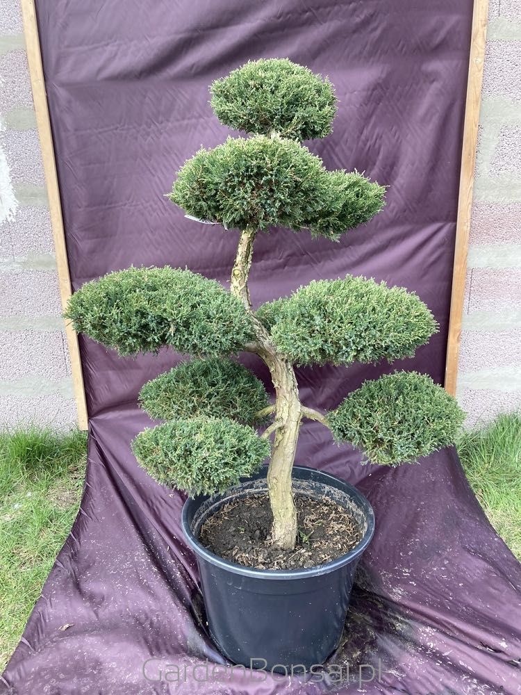 Drzewko BONSAI z jałowca - DOSTAWA - 130 cm - WYJĄTKOWY