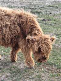Byczki odsadki highland cattle - "krowy szkockie"