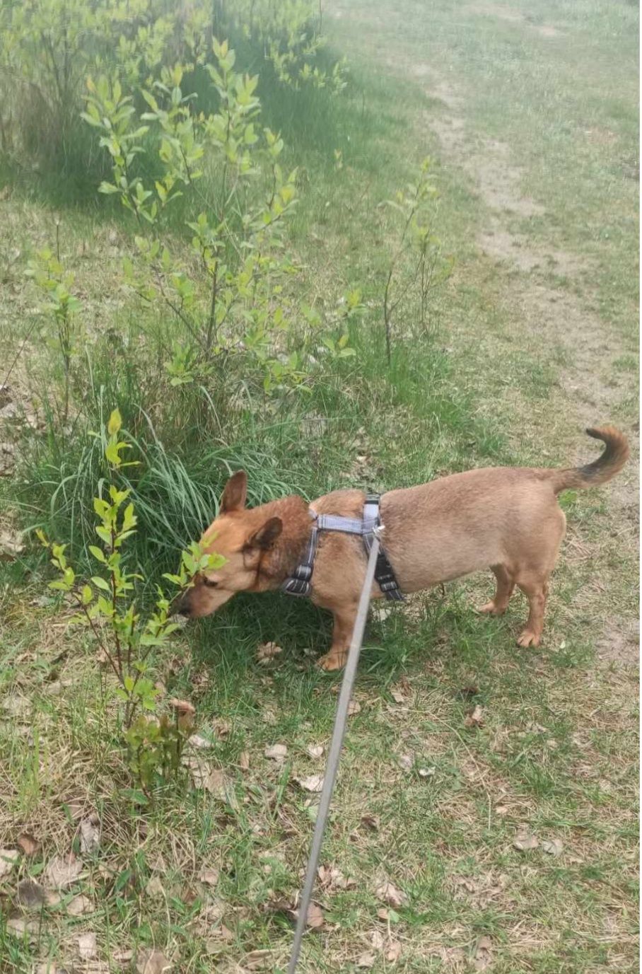 Cudowna sunieczka szuka domu na zawsze