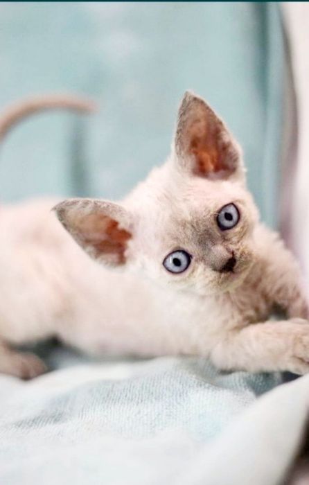 Котик Девон рекс, эльф, кошеня в семью