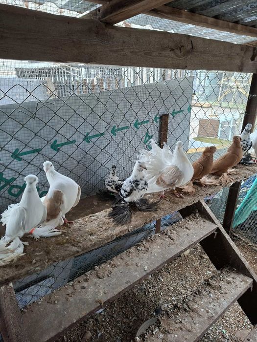 Gołębie Ozdobne Gołębie