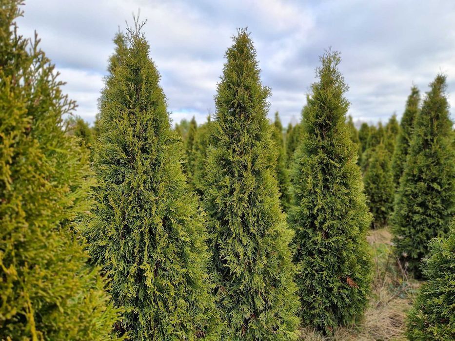 TUJA Thuja SZMARAGD Piękna gęsta na żywopłot wys.180-200 cm Sadzenie!