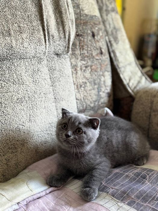 Продаються кошенята,британці,дівчинка і хлопець.