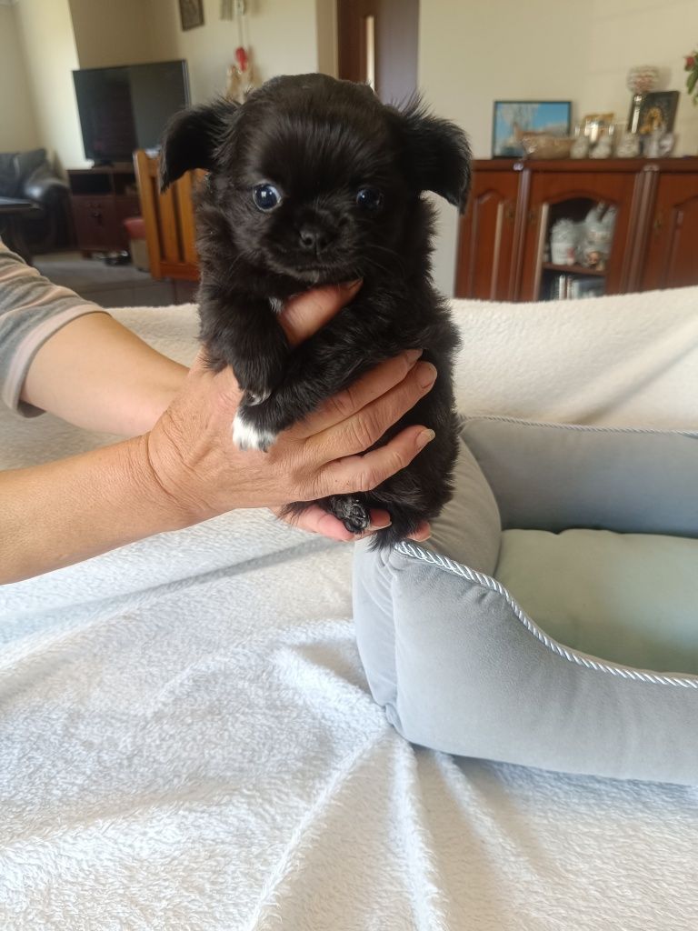 Chihuahua piesek długowłosy czarny
