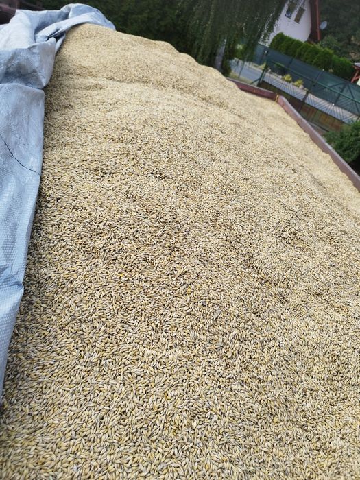 Jęczmień jary zbiór 2025