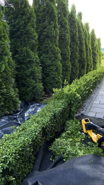 Декоративна стрижка та обрізка зелені, хвойних дерев та кущів, та ін