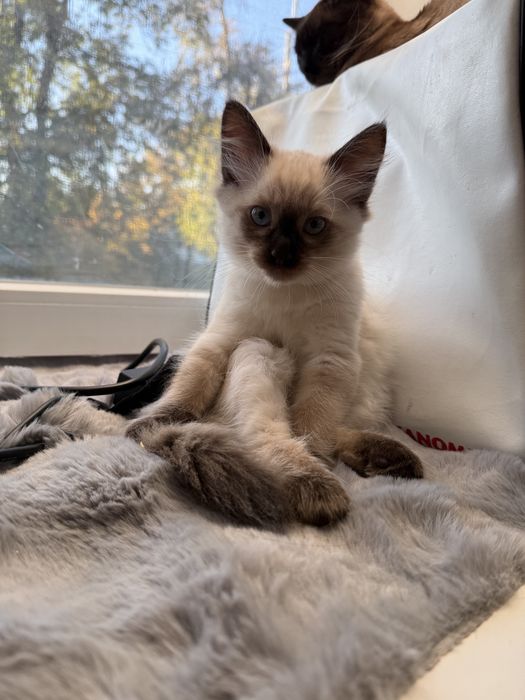 Тайский (сиамский) котёнок. Вакцинирован