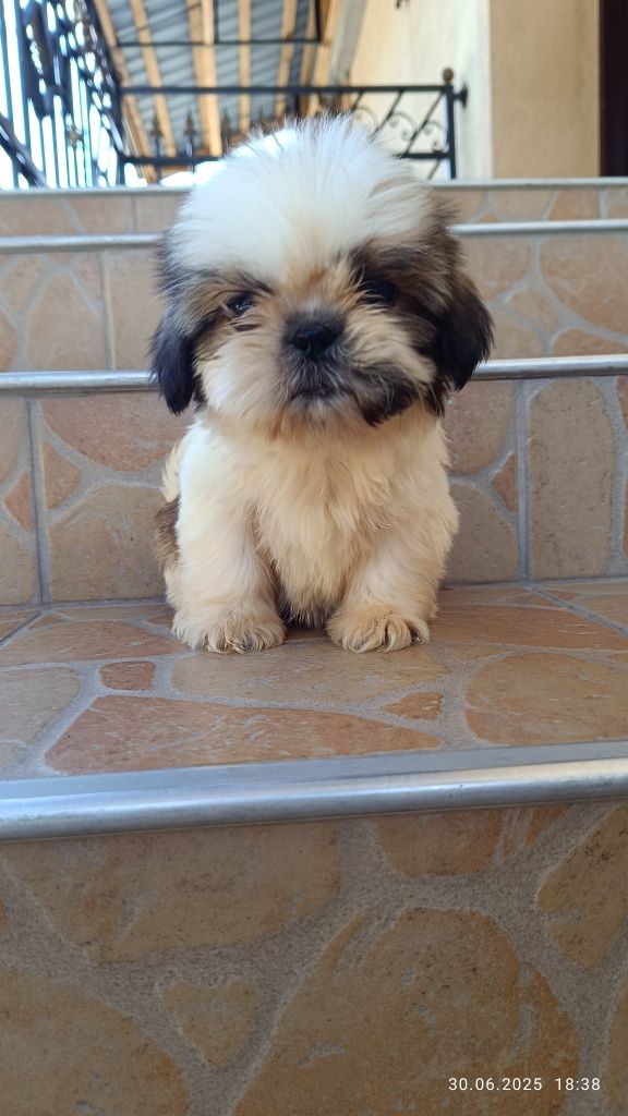 Piesek szczeniak shih tzu