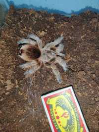 Grammostola rosea red самка 4 см по телу для новичков паук птицеед